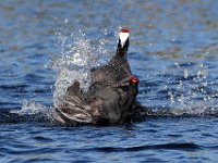 die geveg 2 : FRIEDA